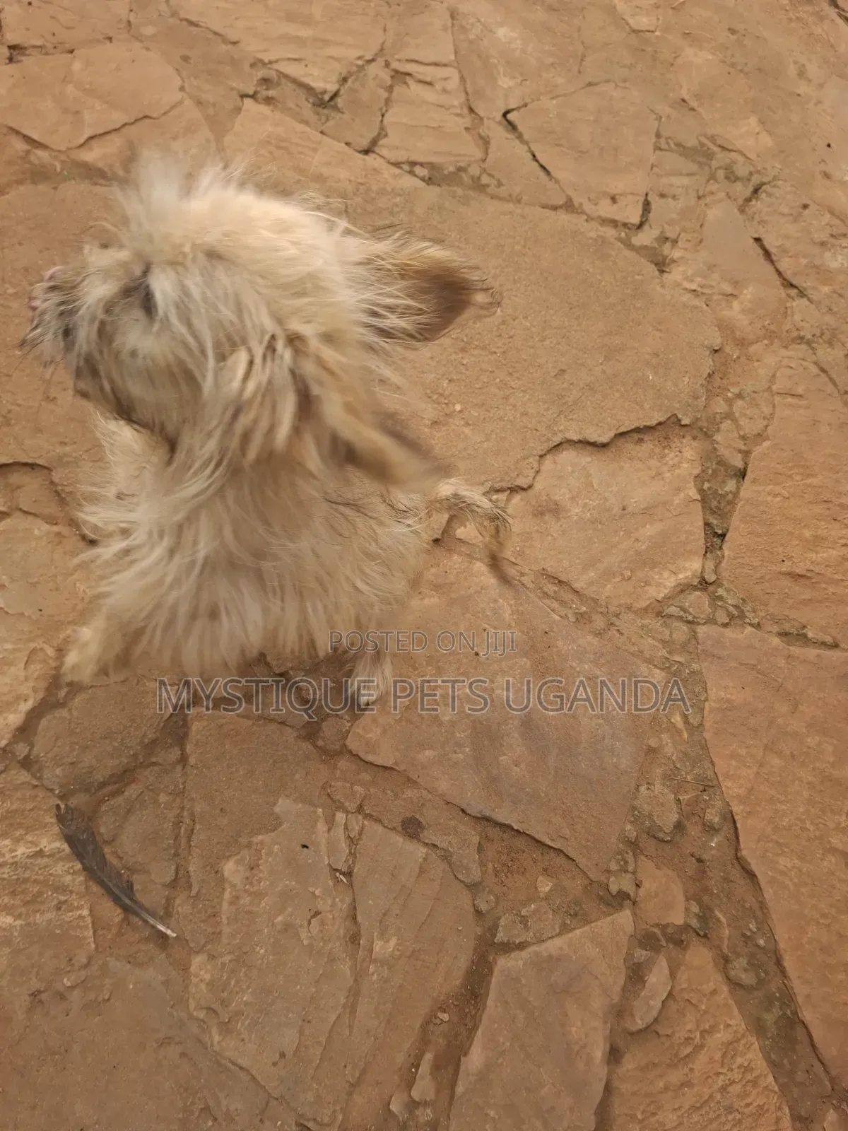 1-3 months Female Purebred Maltese