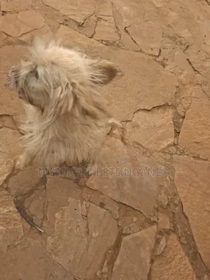1-3 months Female Purebred Maltese