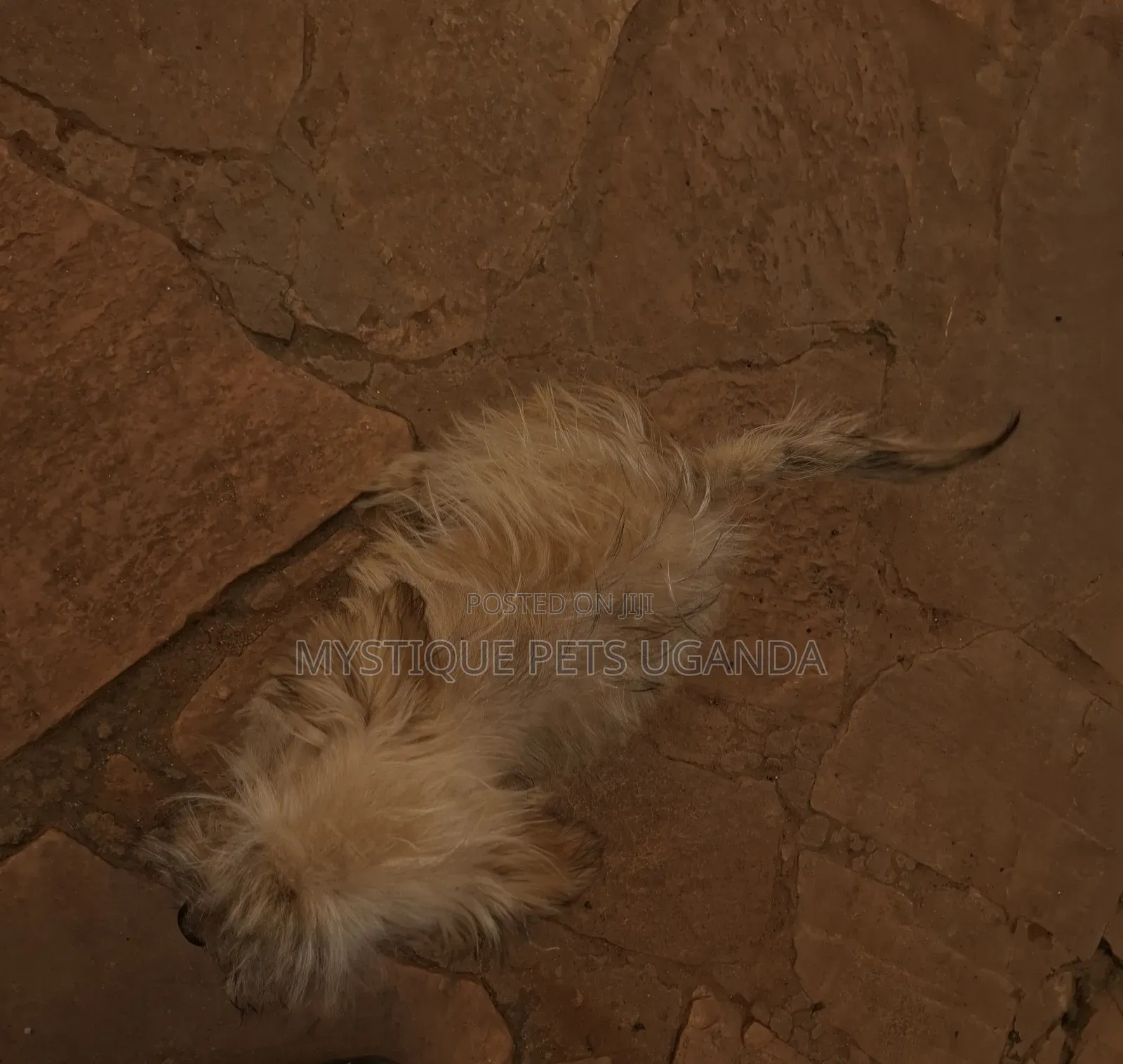 1-3 months Female Purebred Maltese