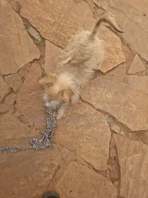1-3 months Female Purebred Maltese