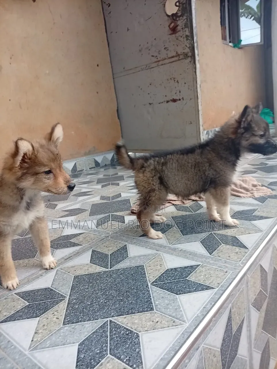 1-3 months Female Mixed Breed German Shepherd