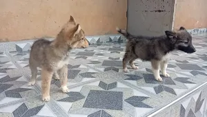 1-3 months Female Mixed Breed German Shepherd