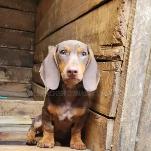 3-6 months Male Purebred Dachshund