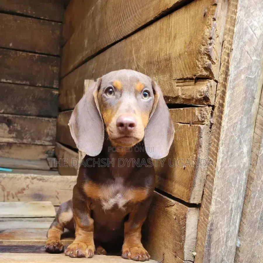 3-6 months Male Purebred Dachshund