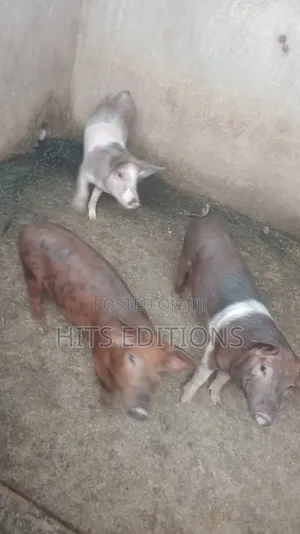 Duroc Piglets and Mature Males