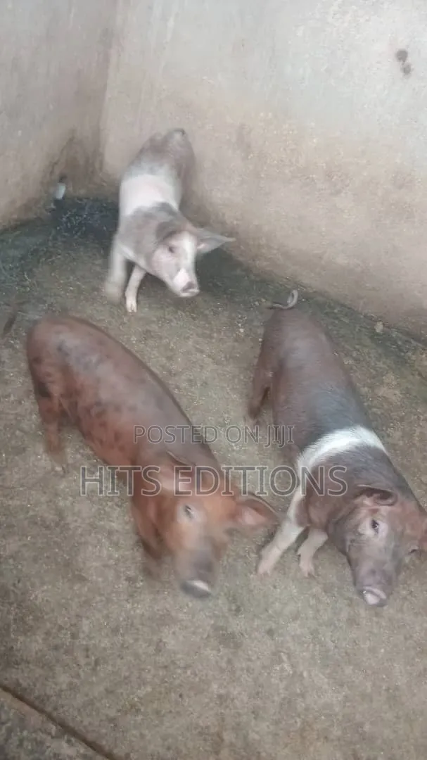 Duroc Piglets and Mature Males