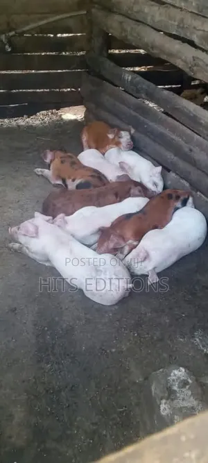Duroc Piglets and Mature Males