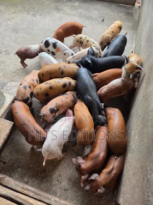 Duroc Piglets and Mature Males