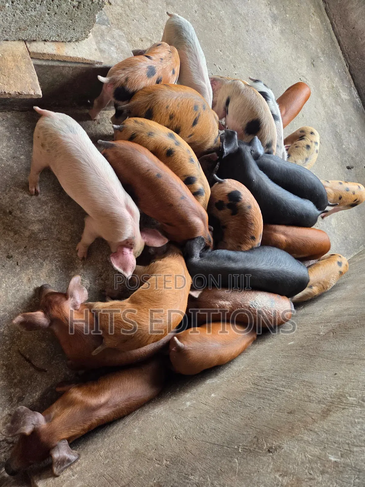 Duroc Piglets and Mature Males