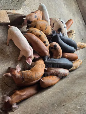 Duroc Piglets and Mature Males