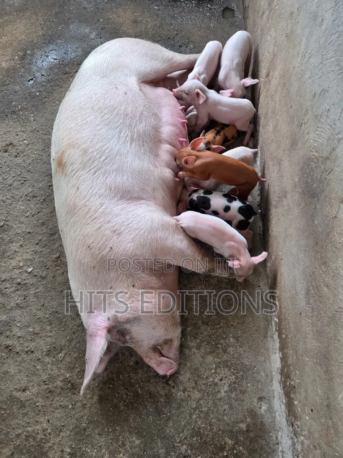 Duroc Piglets and Mature Males