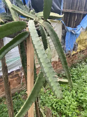 Dragon Fruit Cuttings