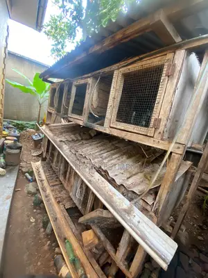Chicken/Rabbit Cages