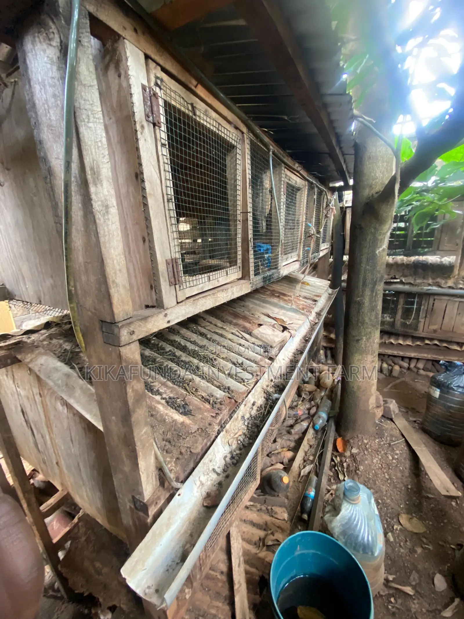 Chicken/Rabbit Cages