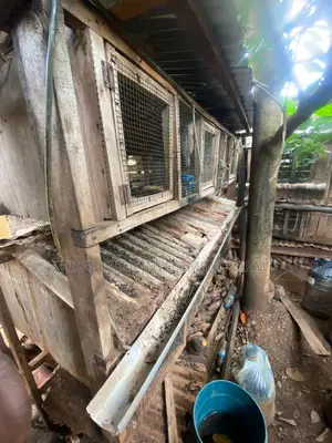 Chicken/Rabbit Cages