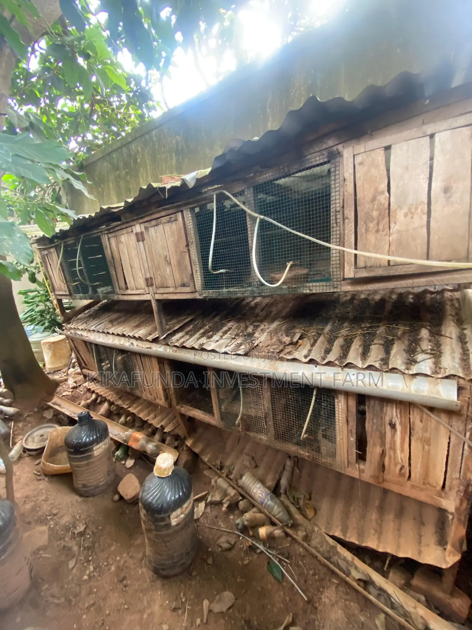 Chicken/Rabbit Cages