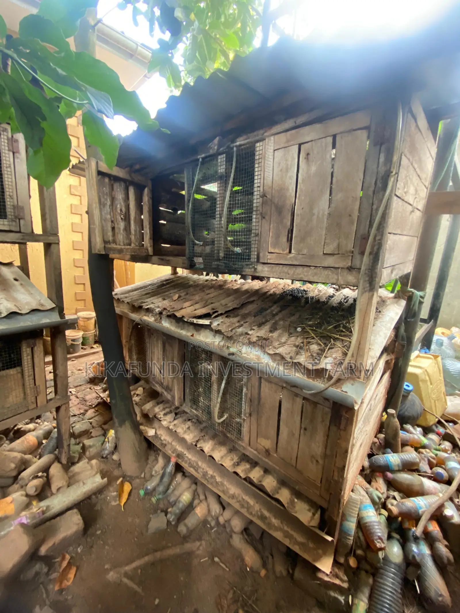 Chicken/Rabbit Cages