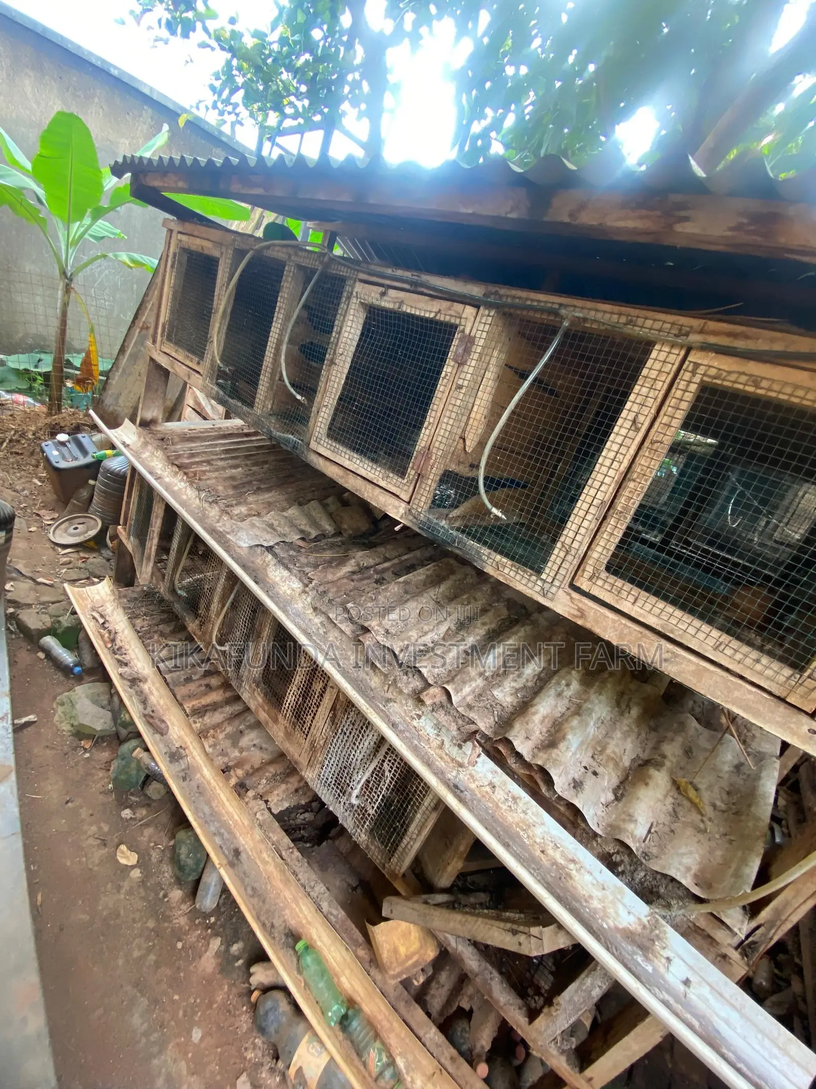 Chicken/Rabbit Cages