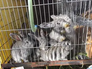 Rabbit Online Vet Service