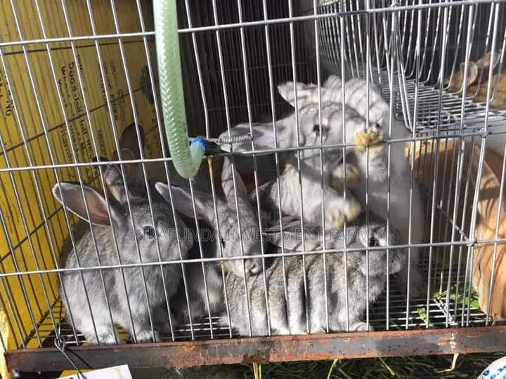Rabbit Online Vet Service