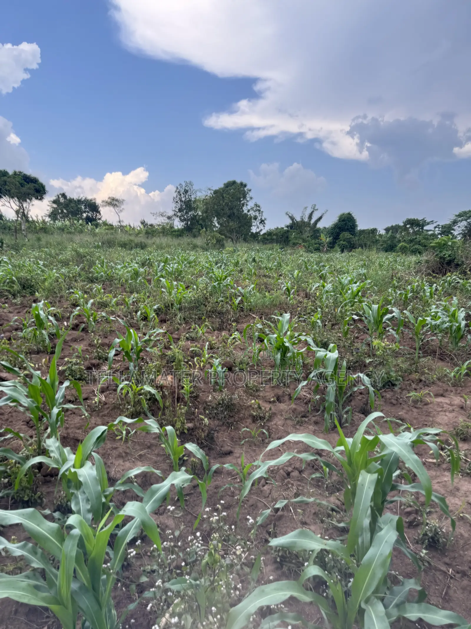 2.5 Acres of Fertile Land at Kikonge-Mityana Rd 3kms Off the Main Road