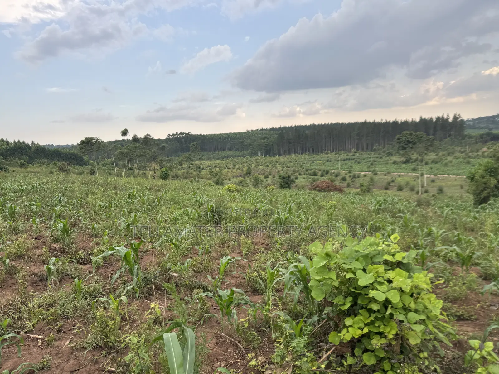 2.5 Acres of Fertile Land at Kikonge-Mityana Rd 3kms Off the Main Road