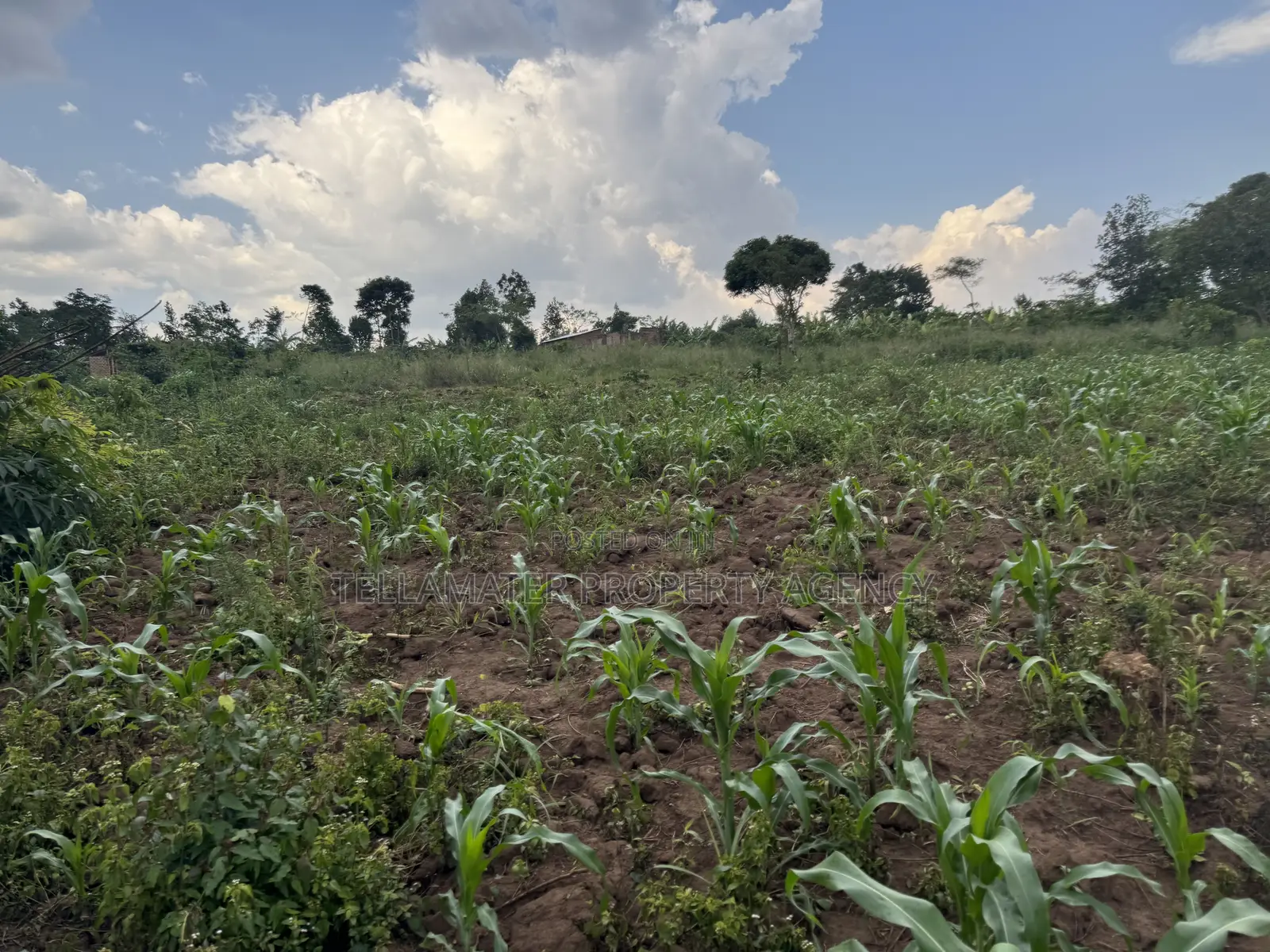 2.5 Acres of Fertile Land at Kikonge-Mityana Rd 3kms Off the Main Road