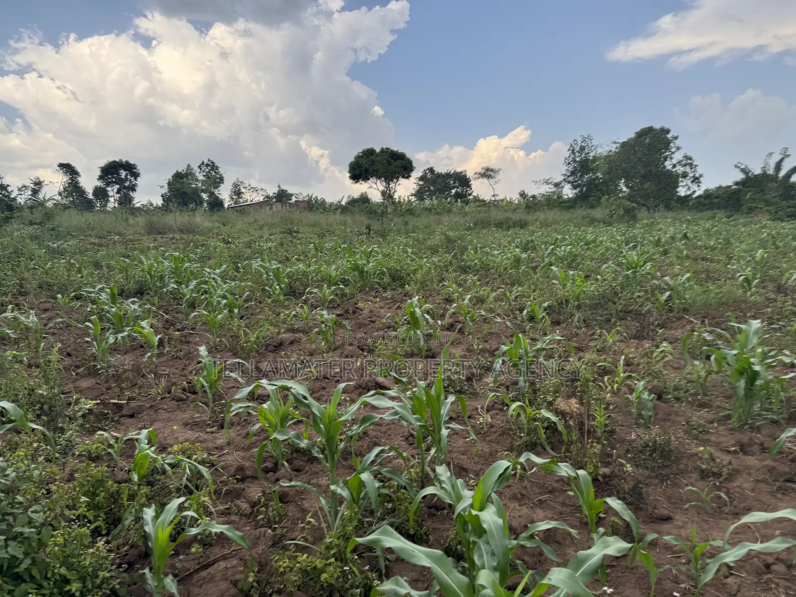 2.5 Acres of Fertile Land at Kikonge-Mityana Rd 3kms Off the Main Road