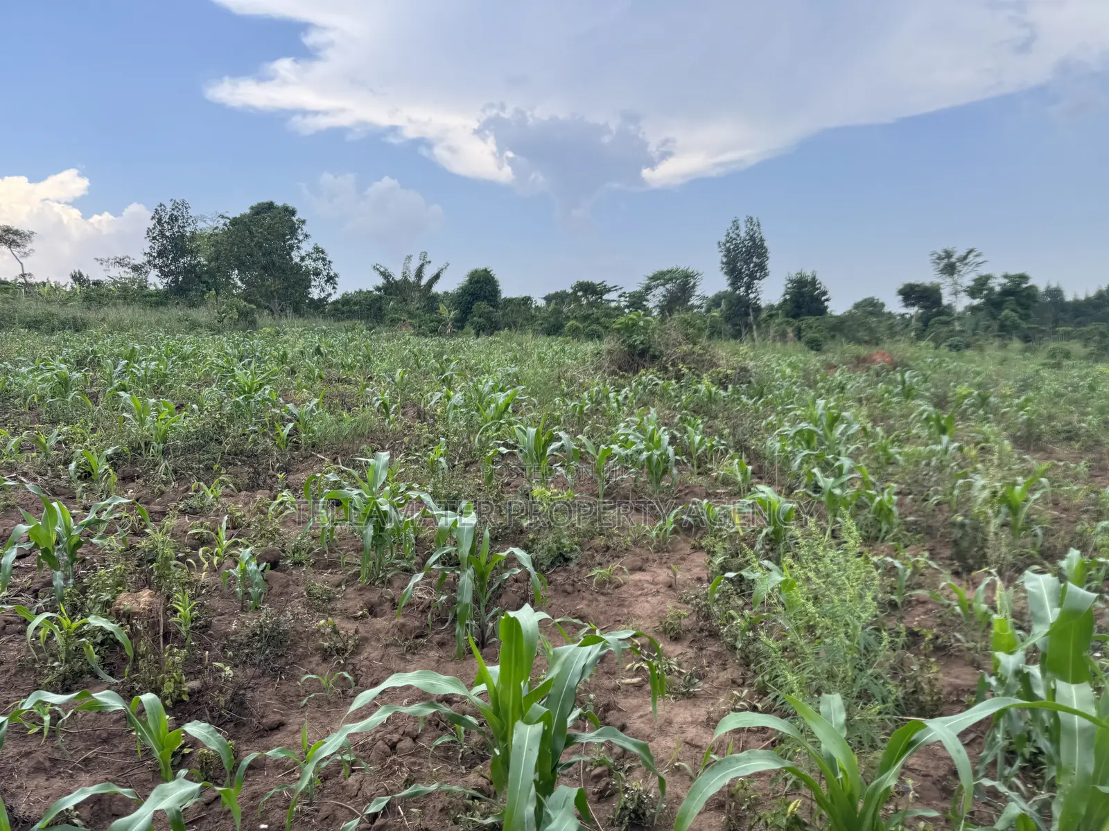 2.5 Acres of Fertile Land at Kikonge-Mityana Rd 3kms Off the Main Road