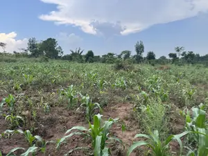 2.5 Acres of Fertile Land at Kikonge-Mityana Rd 3kms Off the Main Road