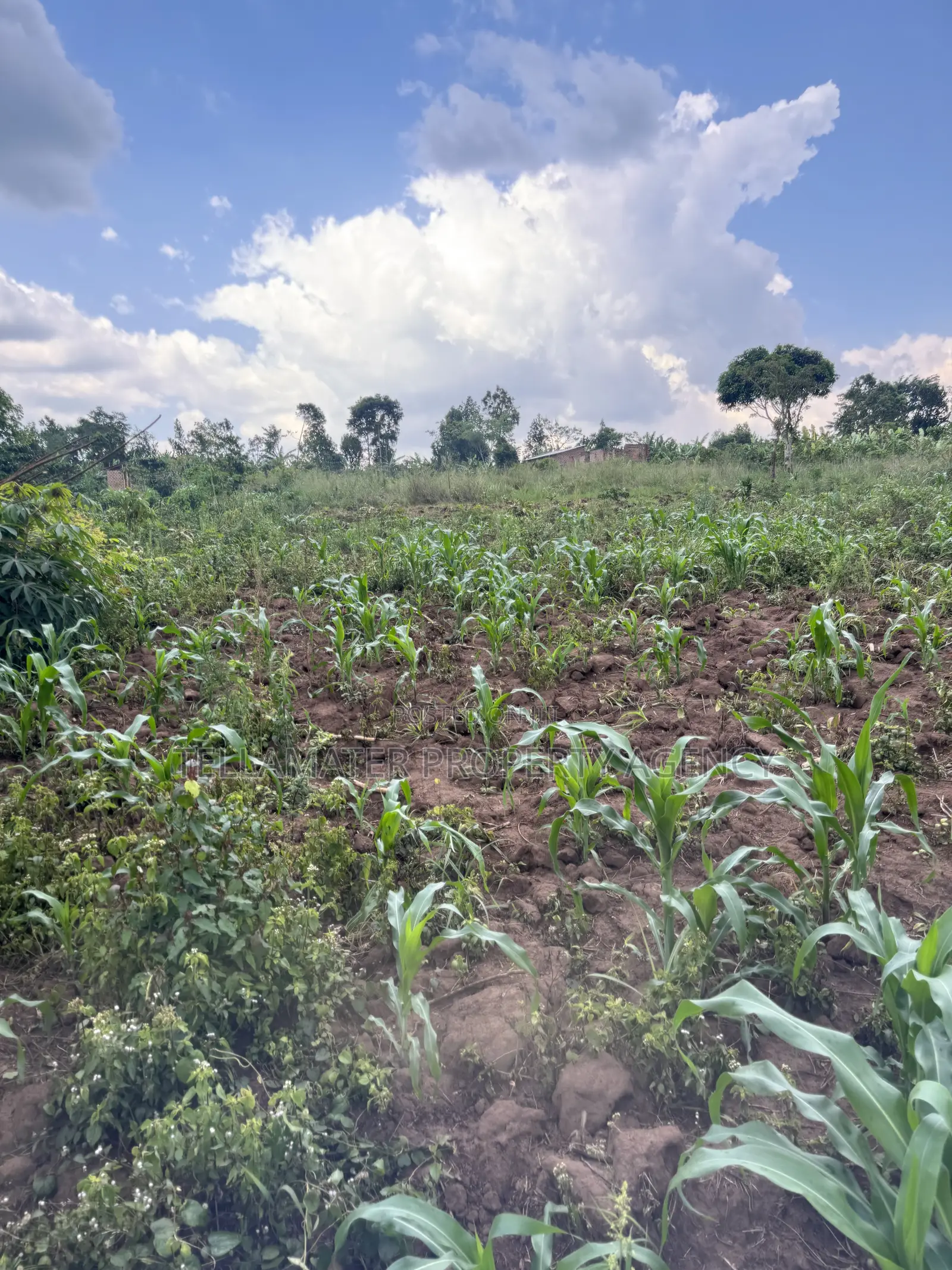 2.5 Acres of Fertile Land at Kikonge-Mityana Rd 3kms Off the Main Road