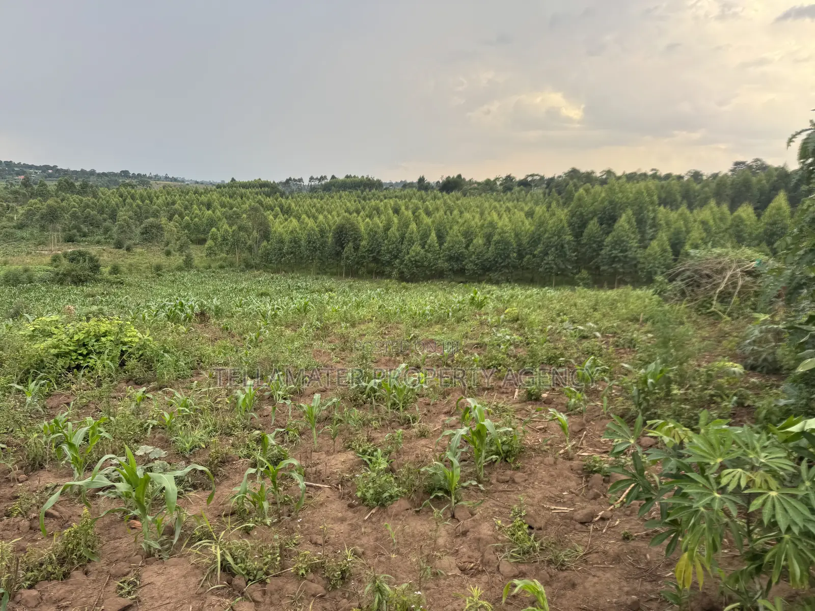2.5 Acres of Fertile Land at Kikonge-Mityana Rd 3kms Off the Main Road