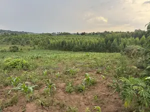 2.5 Acres of Fertile Land at Kikonge-Mityana Rd 3kms Off the Main Road