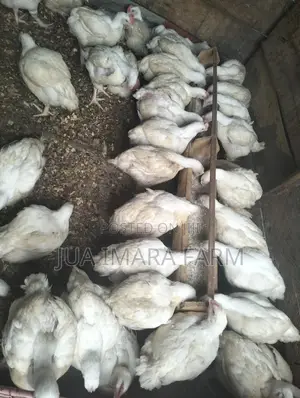 Broiler Hubbard Hens for Sale