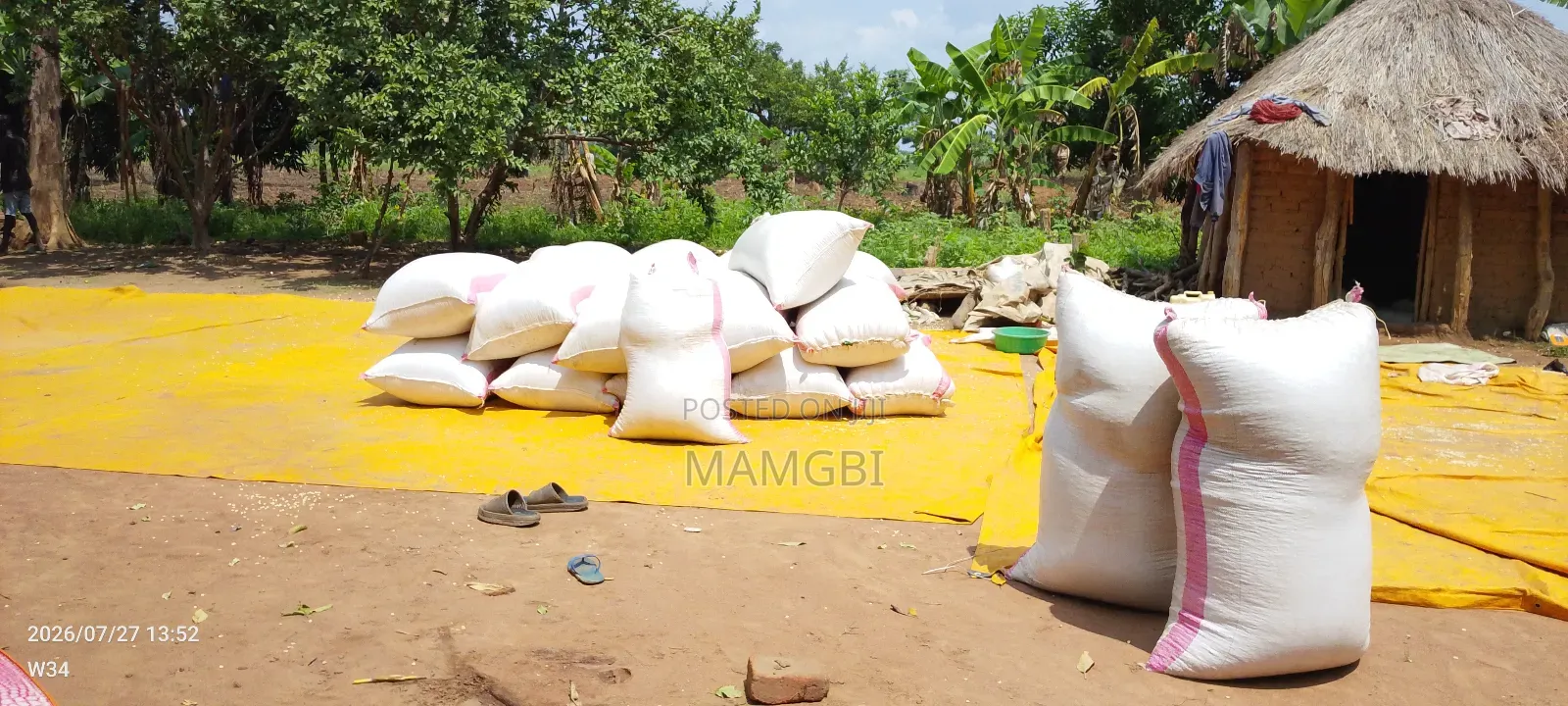 White Maize Corn