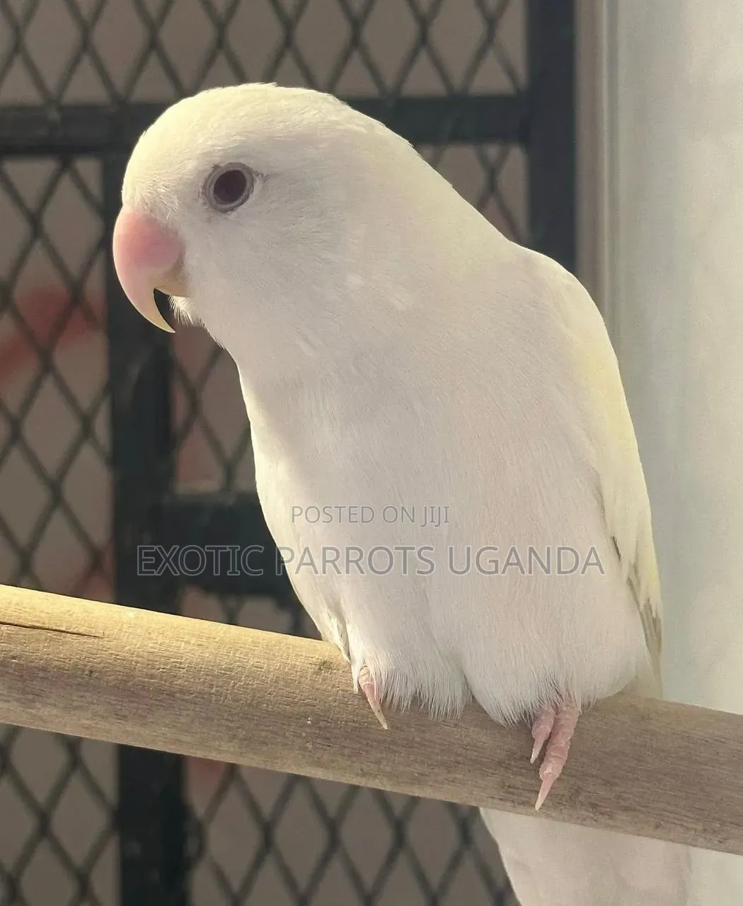 Lovebirds 100k Only