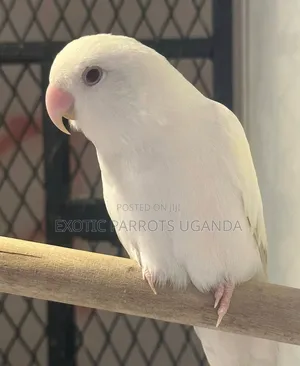 Lovebirds 100k Only