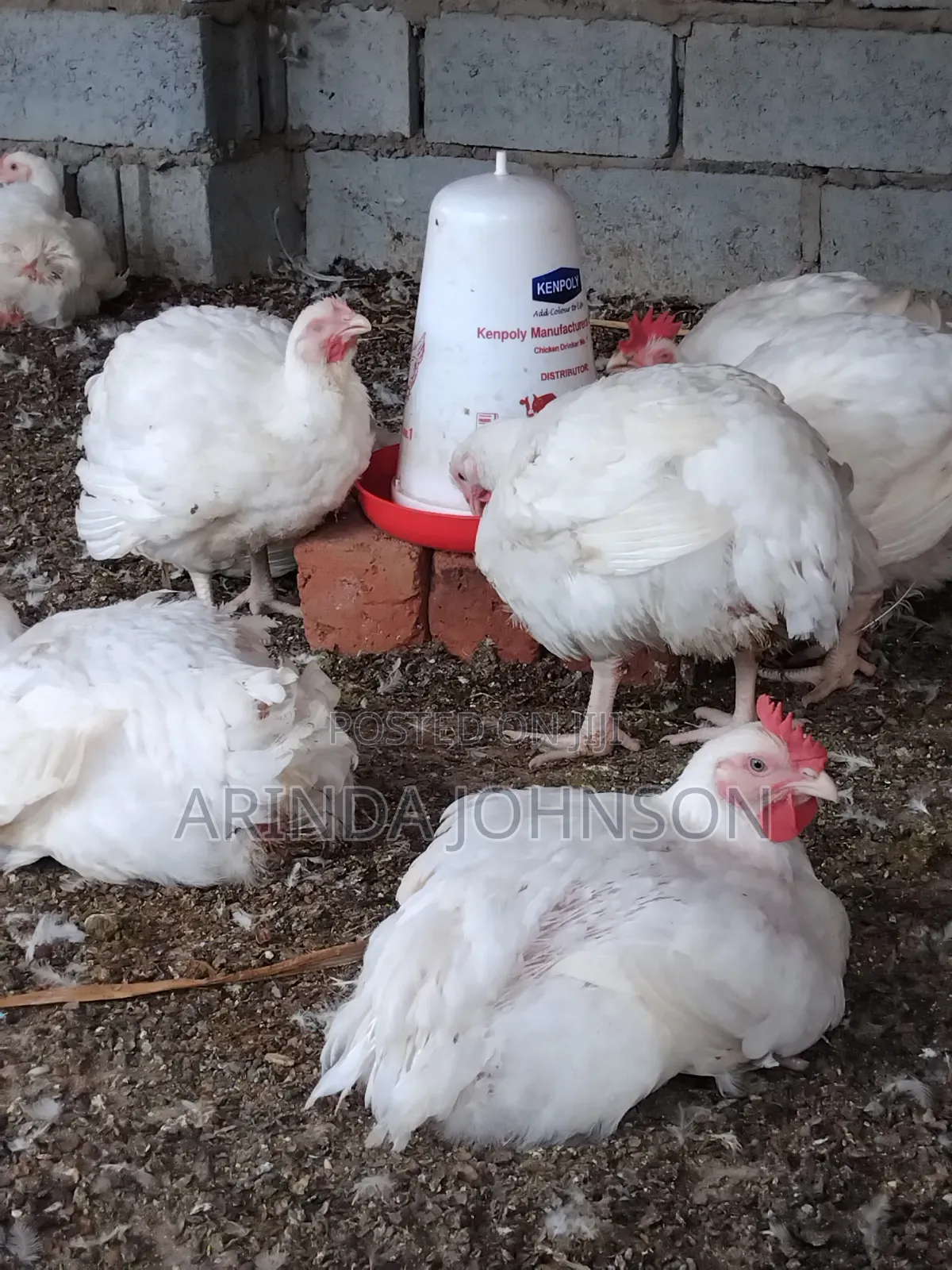 Broiler Chicken