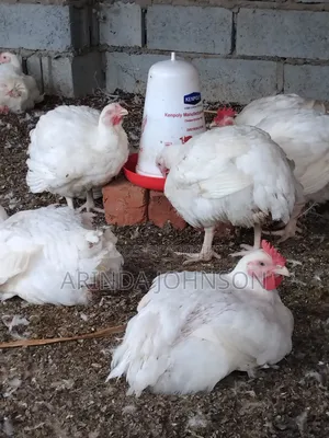 Broiler Chicken