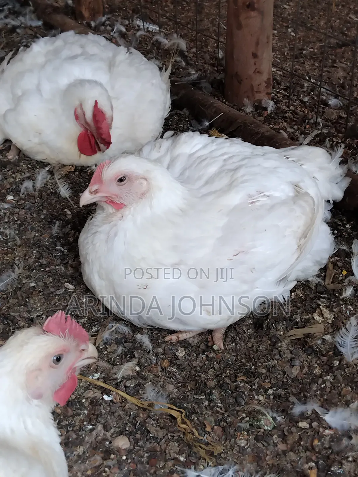 Broiler Chicken