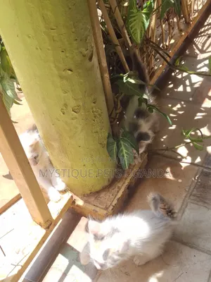 1-3 months Female Purebred Ragdoll