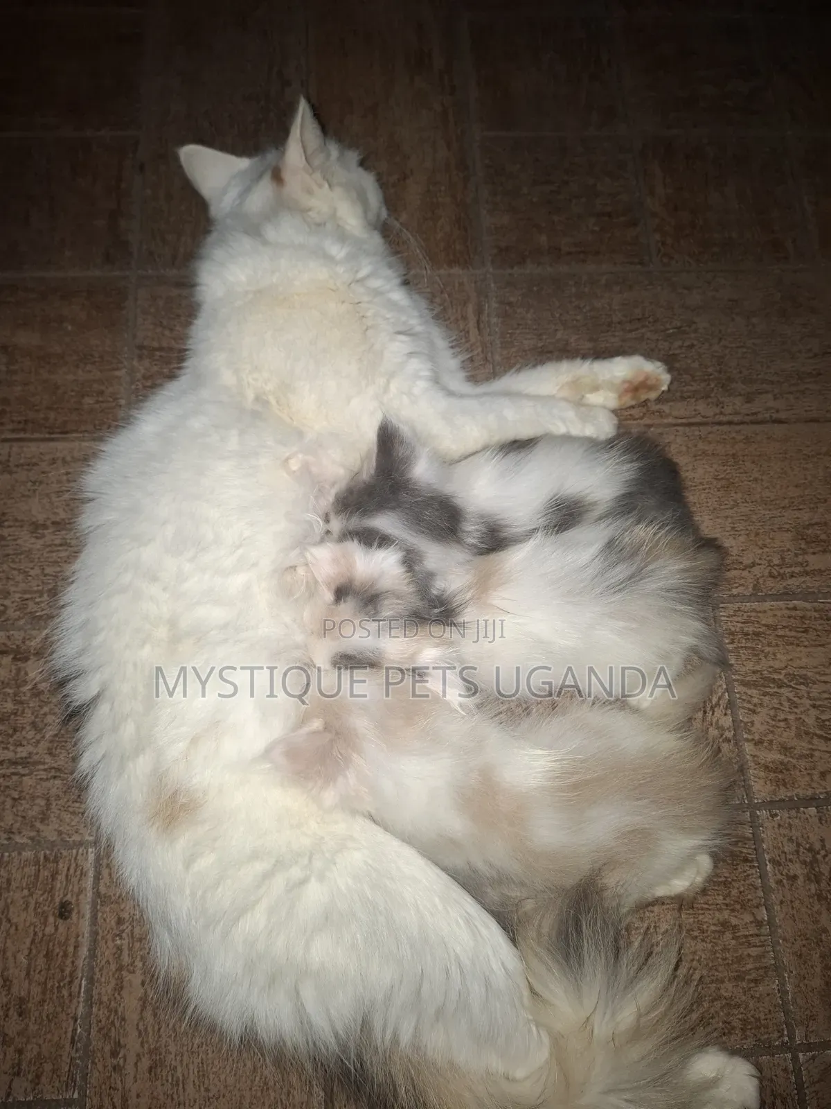 1-3 months Female Purebred Ragdoll