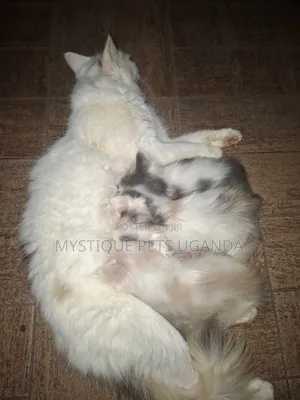 1-3 months Female Purebred Ragdoll