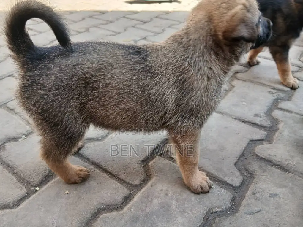 0-1 month Female Purebred Dutch Shepherd