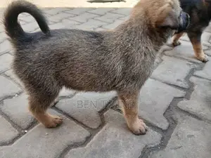 0-1 month Female Purebred Dutch Shepherd