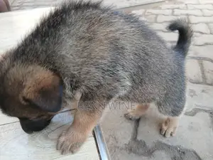 0-1 month Female Purebred Dutch Shepherd