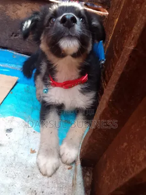 1-3 months Male Purebred German Shepherd