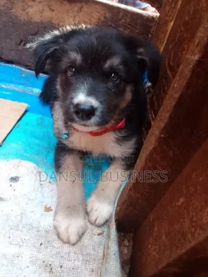 1-3 months Male Purebred German Shepherd