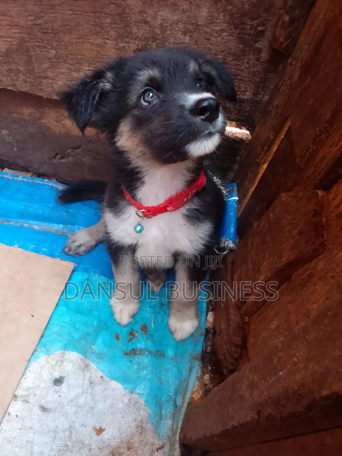 1-3 months Male Purebred German Shepherd