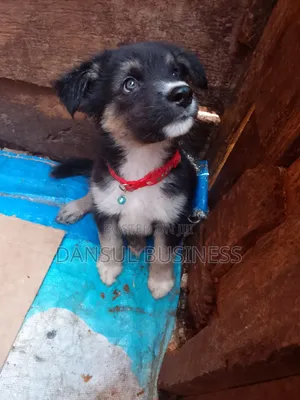 1-3 months Male Purebred German Shepherd